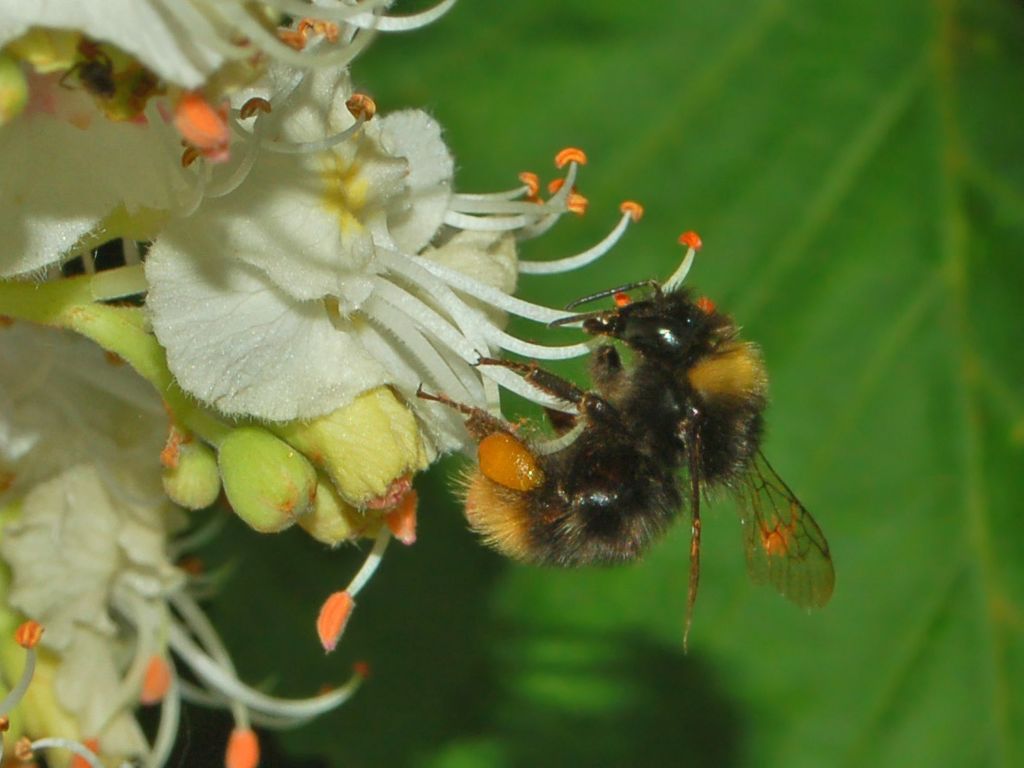 Quale bombus?